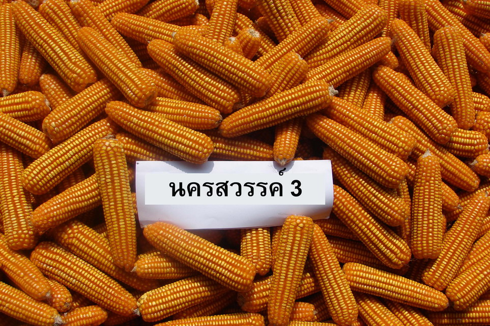 หมู่บ้านเมล็ดพันธุ์ข้าวโพด